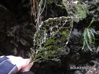 DSCN9539.JPG