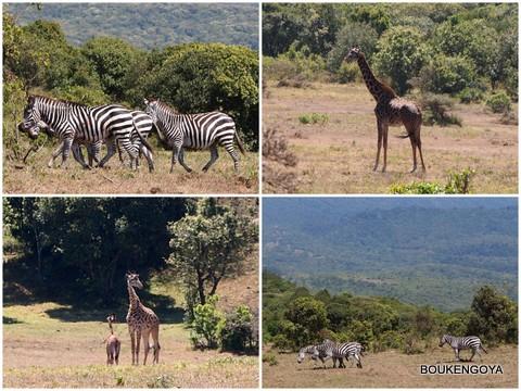 Zebra&giraffe.jpg